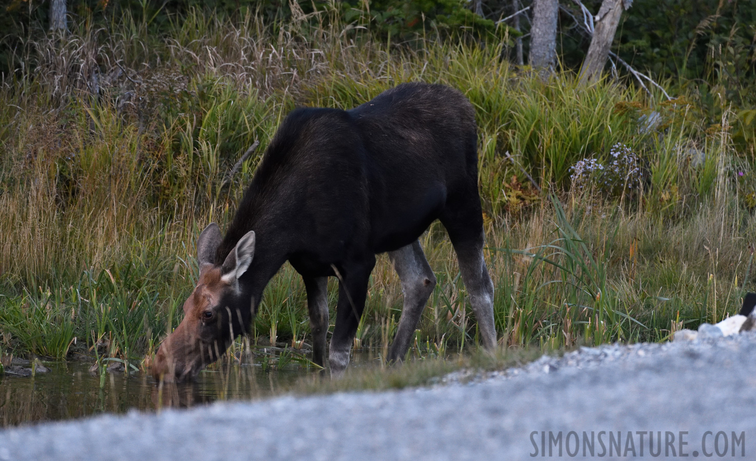 Alces alces americana [400 mm, 1/20 sec at f / 8.0, ISO 4000]